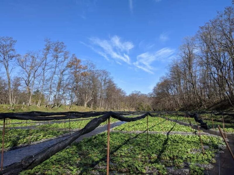 Wasabi Farm Walking Tour with Lunch - What to Keep in Mind