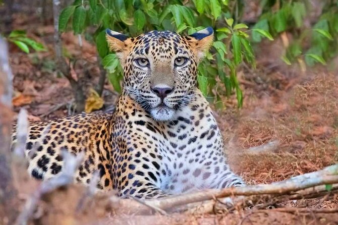Wasgamuwa National Park | Private Safari - Additional Info
