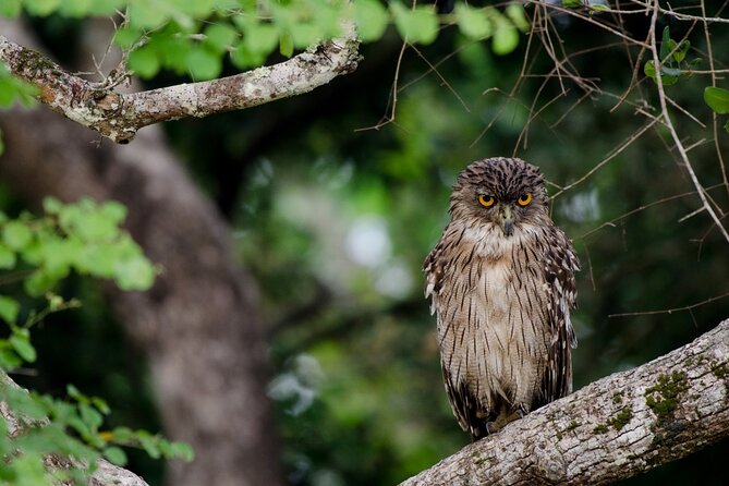 Wasgamuwa National Park | Private Safari - Booking and Price