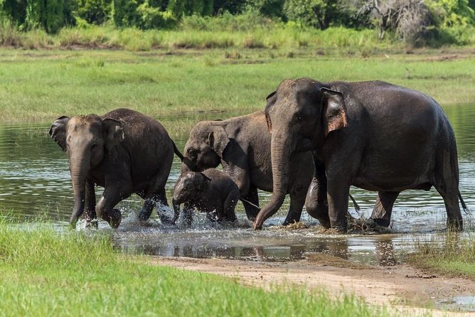 Wasgamuwa National Park | Private Safari - Reviews