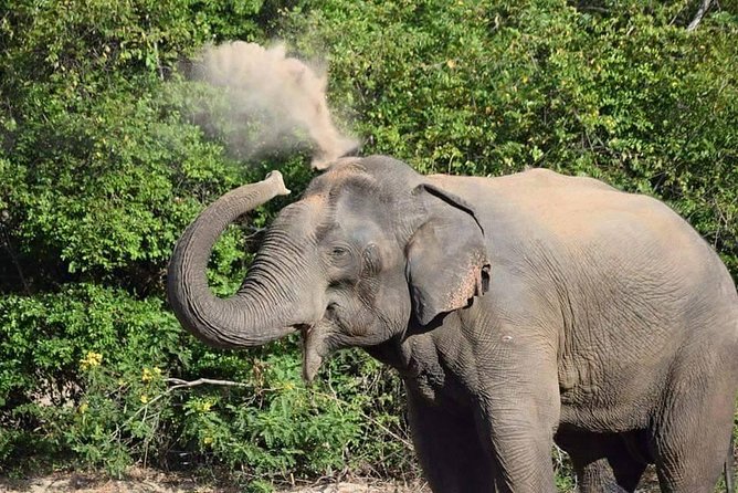 Wasgamuwa National Park | Private Safari - Private Jeep Experience