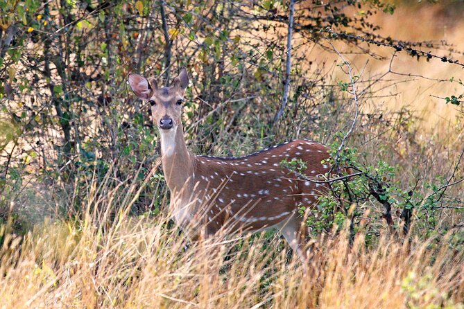 Wasgamuwa National Park | Private Safari - Visitor Center & Museum