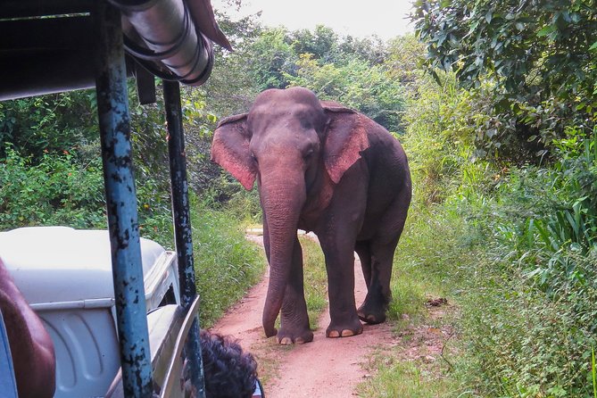 Wasgamuwa National Park Safari - Meeting and Pickup