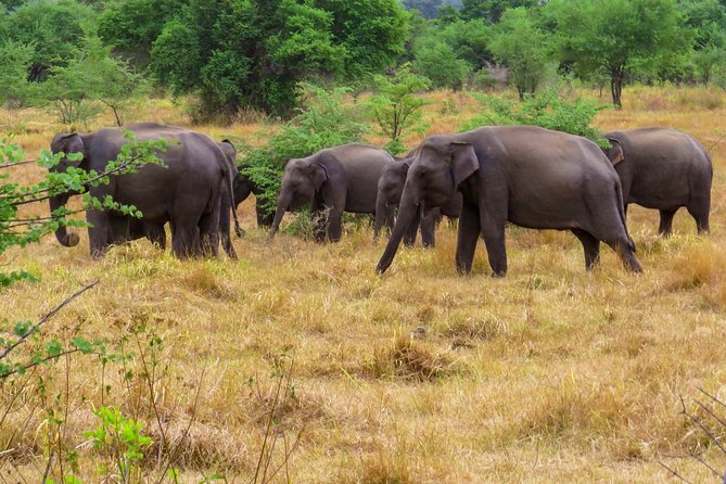 Wasgamuwa National Park Safari - Experience the Magic