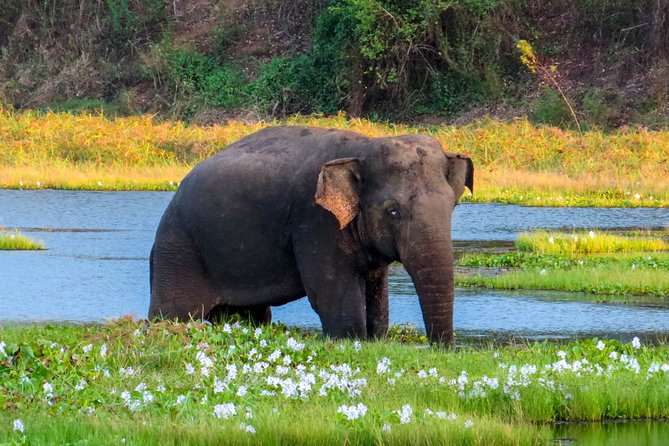 Wasgamuwa National Park Safari - Witness Sri Lankan Elephants