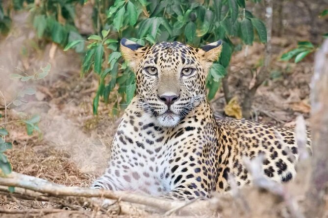 Wasgamuwa National Park Safari From Dambulla - Good To Know