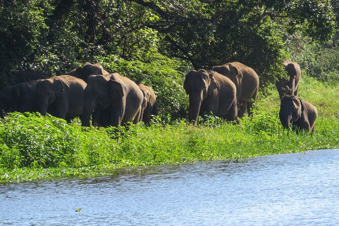 Wasgamuwa National Park Safari From Dambulla - Meeting and Pickup Details