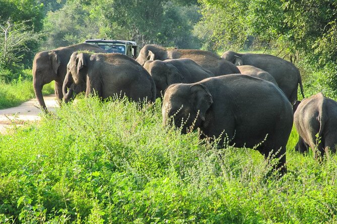 Wasgamuwa National Park Safari From Dambulla - Expectations and Accessibility