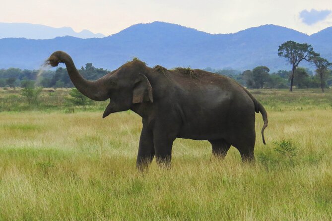 Wasgamuwa National Park Safari From Dambulla - Cancellation Policy