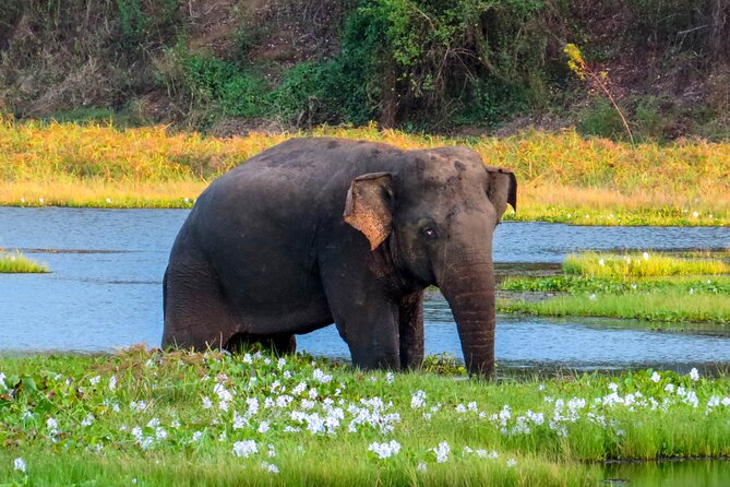 Wasgamuwa National Park Safari From Dambulla - Booking Details
