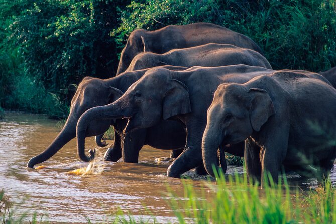 Wasgamuwa National Park Safari From Dambulla - Additional Information