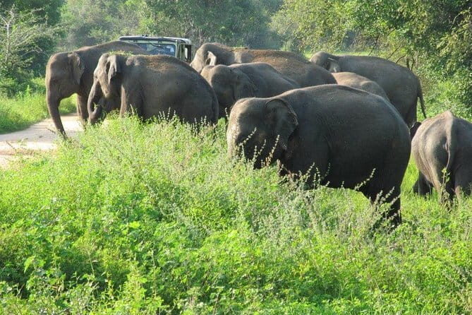 Wasgamuwa National Park Safari from Kandy - Introduction to the Safari Experience