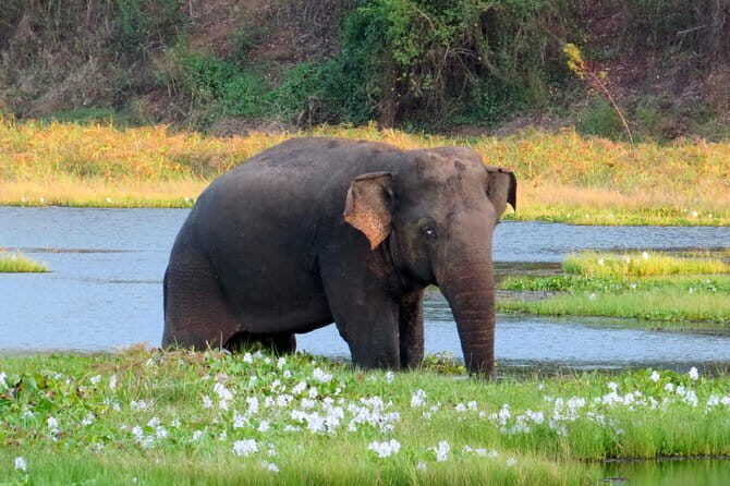 Wasgamuwa National Park Safari from Kandy - Authentic Experiences from Past Travelers