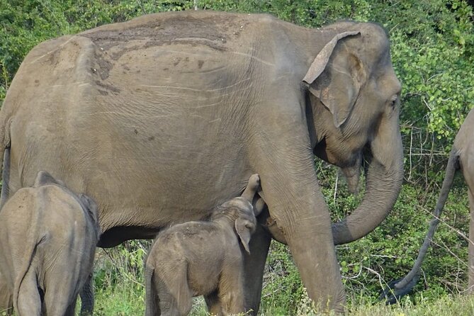 Wasgamuwa National Park Safari Jeep With Tickets - Exclusions