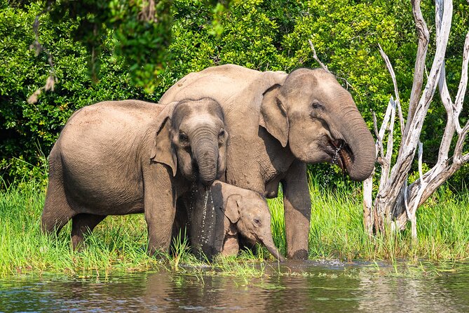 Wasgamuwa National Park Safari Jeep With Tickets - Meeting and Pickup Information