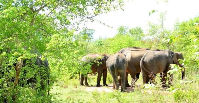 Wasgamuwa National Park Safari (Private Jeep) - Safari Experience