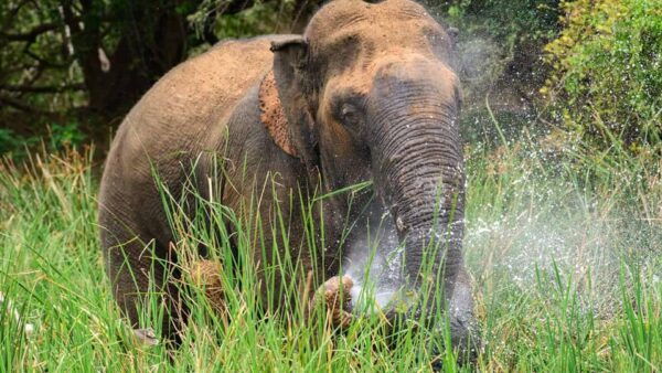 Wasgamuwa National Park Safari (Private Jeep) - Booking Information