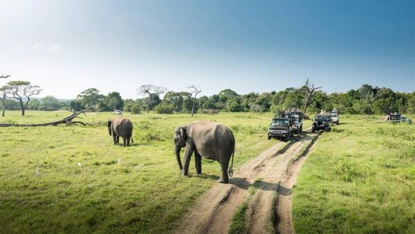 Wasgamuwa National Park Safari (Private Jeep) - Tips for Your Safari
