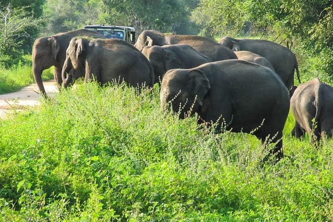 Wasgamuwa National Park Shared Safari - Overview of the National Park