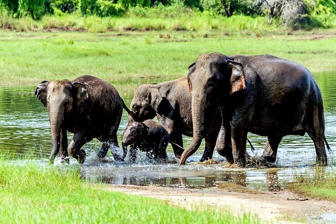 Wasgamuwa National Park Shared Safari - Directions to Wasgamuwa National Park