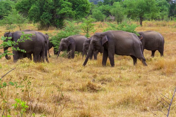 Wasgamuwa National Park Shared Safari - Common Questions