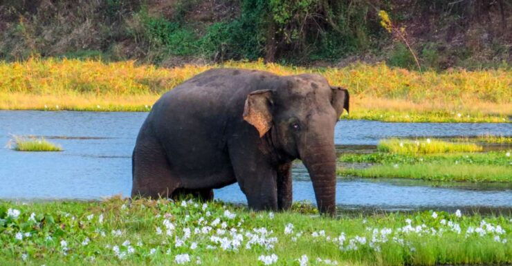 Wasgamuwa: Wasgamuwa National Park Private 3-Hour Safari - Activity Details