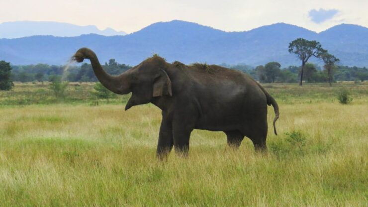 Wasgamuwa: Wasgamuwa National Park Private 3-Hour Safari - Safari Experience