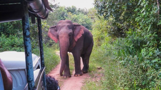 Wasgamuwa: Wasgamuwa National Park Private 3-Hour Safari - Aquatic Life in the Park