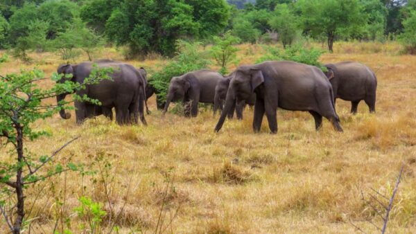 Wasgamuwa: Wasgamuwa National Park Private 3-Hour Safari - Common Questions