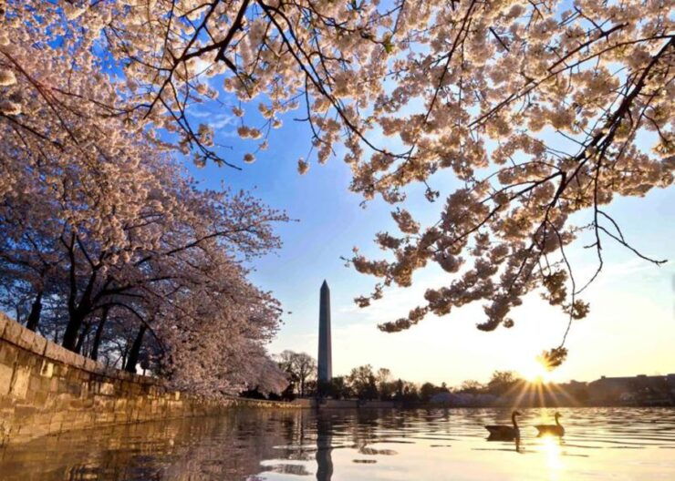 Washington: Cherry Blossom Tour - Activity Details