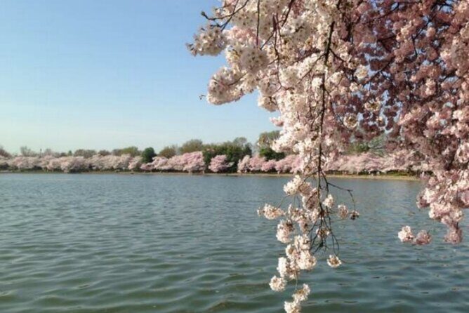 Washington D.C. Cherry Blossom,Baltimore 3-Day Tour from Boston - The Sum Up