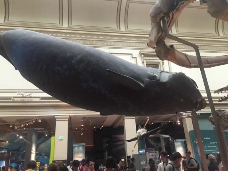 Washington D.C. Natural History Museum Family Scavenger Hunt - Is It Worth the Price?