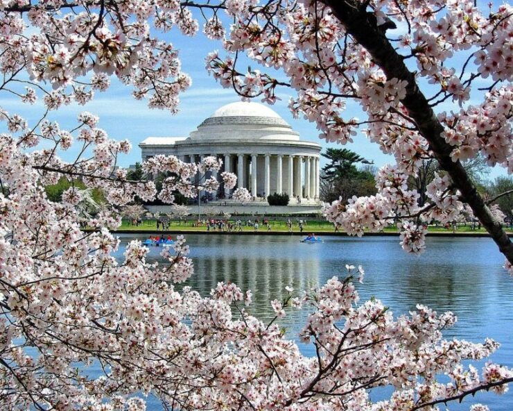 Washington DC : Cherry Blossom Walking Tour - Cherry Blossom Trees in Washington DC