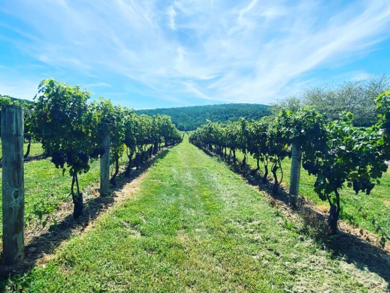 Washington, DC: Virginia Wine Region Experience Tour - What Makes This Tour Stand Out?