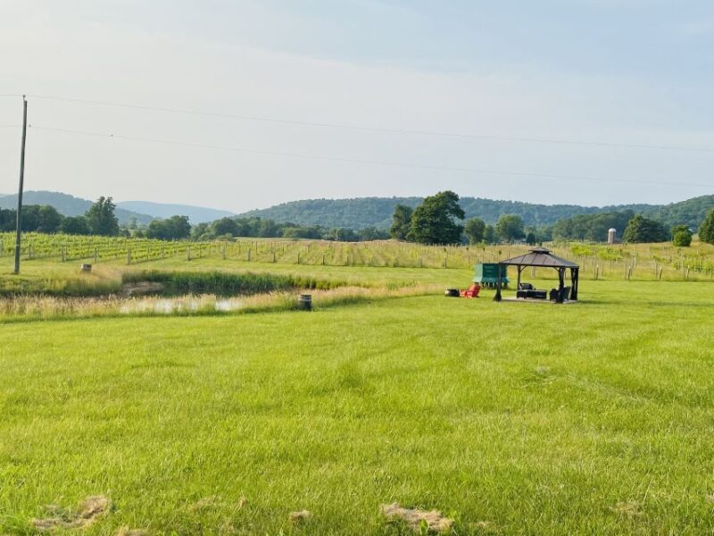 Washington, DC: Virginia Wine Region Experience Tour - The Guide & Customer Service