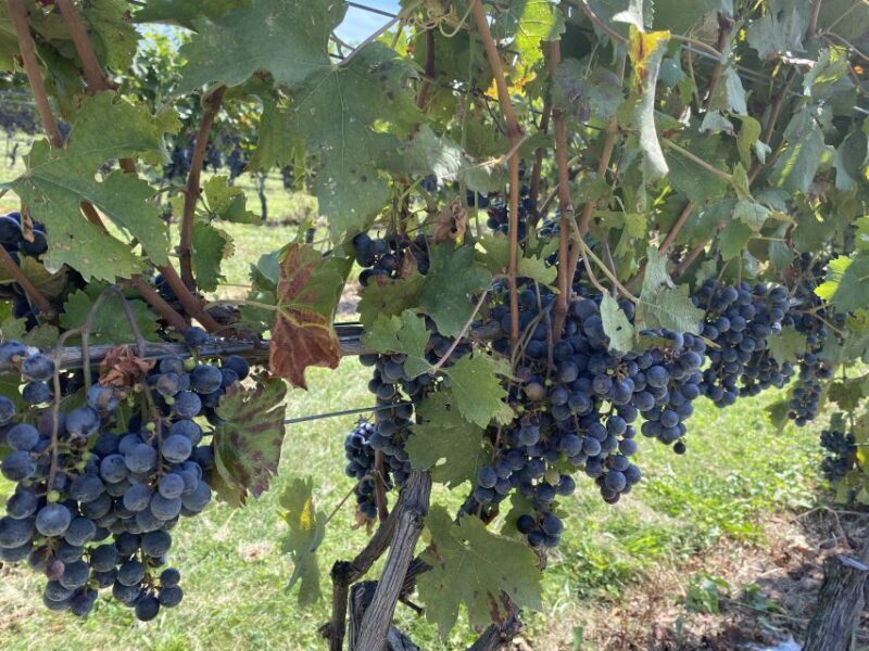 Washington, DC: Virginia Wine Region Experience Tour - Final Words