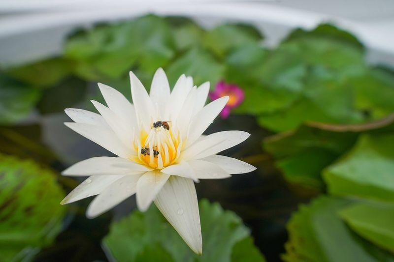 Wat Pho, Wat Arun & Flower Market Guided Walking Tour in Bangkok - Who should book this Bangkok tour?