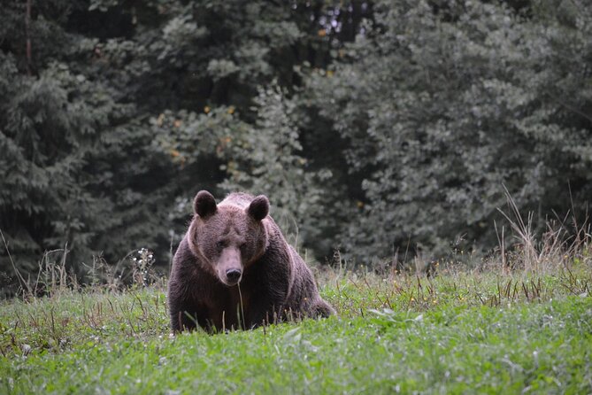 Watching Brown Bear Experience and Gulyas Taste From Brasov - Tour Highlights