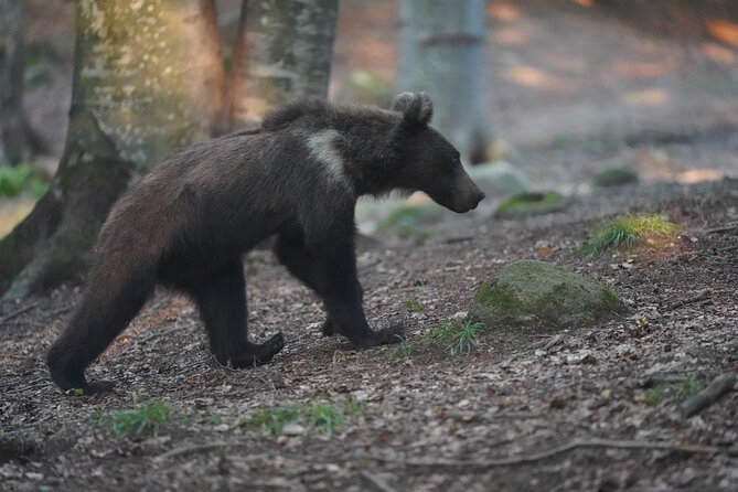 Watching Brown Bear Experience and Gulyas Taste From Brasov - Customer Reviews