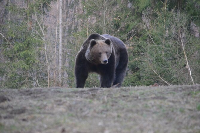Watching Brown Bear Experience and Gulyas Taste From Brasov - Booking Details