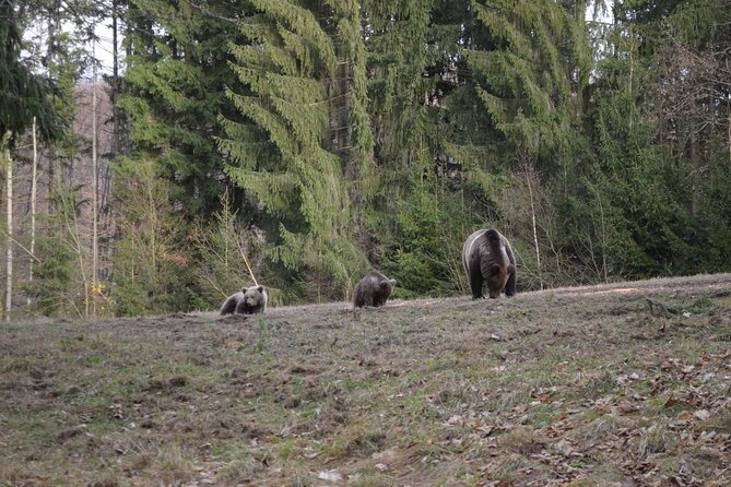 Watching Brown Bear Experience and Gulyas Taste From Brasov - Operator Information
