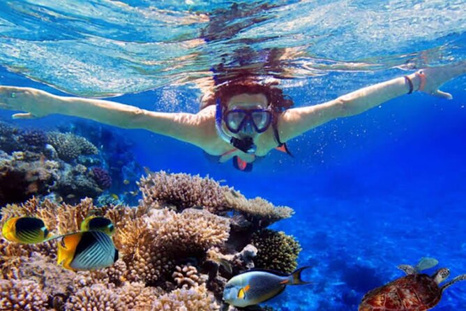 Watching Dolphins Swimming and Snorkeling in Lovina Bali - Reviews Summary