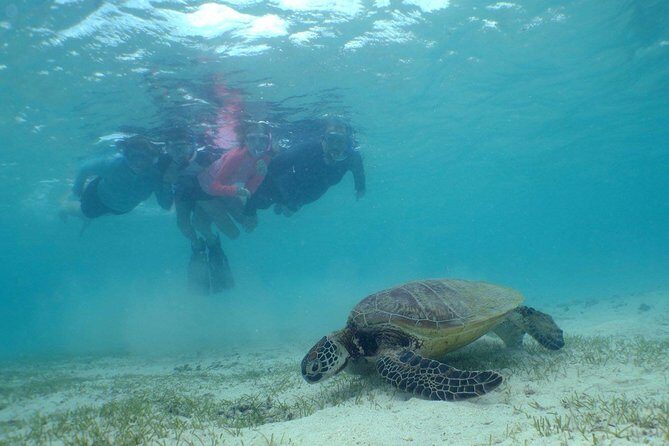 Water Taxi Signal Island Turtle Tour for cruisers - Summary & Who Should Consider This Tour