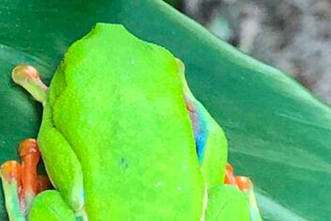 Waterfall & Blue Lagoon: Full-Day Tour in Rio Celeste Costa Rica - Booking Information