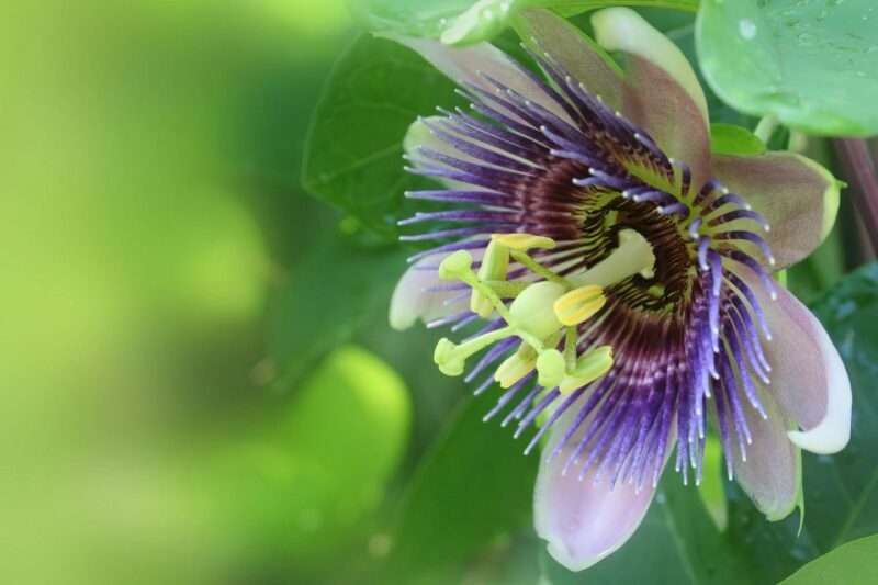 Waterfall, Chocolate Tour, Rainforest, Royal Historical - Final Thoughts