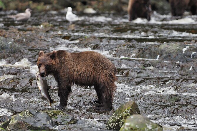 Waterfall Creek Brown Bear Viewing Juneau - Good To Know