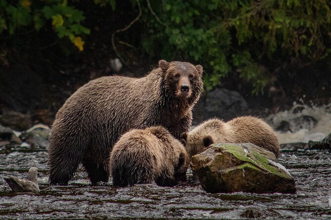 Waterfall Creek Brown Bear Viewing Juneau - An In-Depth Look at the Waterfall Creek Brown Bear Tour