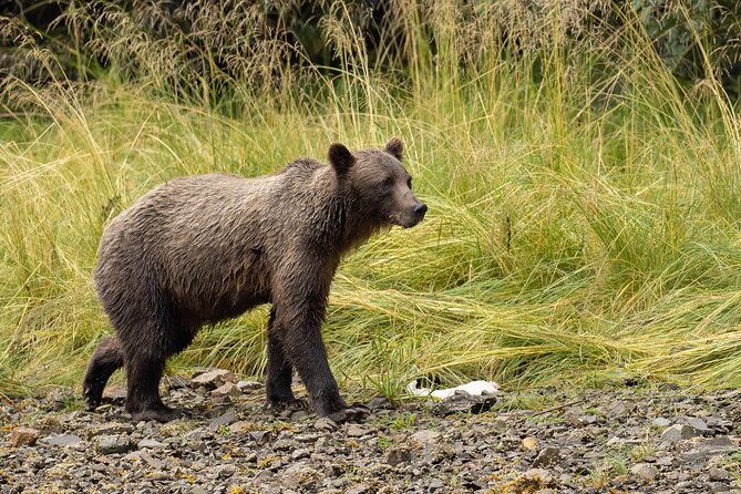 Waterfall Creek Brown Bear Viewing Juneau - The Sum Up
