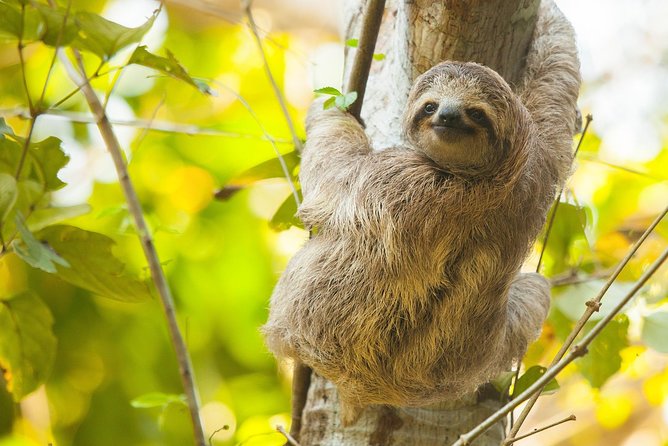 Waterfall Hike and Sloth Spotting From Guanacaste (Feb ) - Excursion Overview