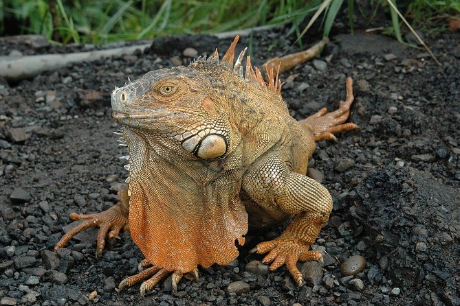Waterfall Hike and Sloth Spotting From Guanacaste (Feb ) - Inclusions and Amenities